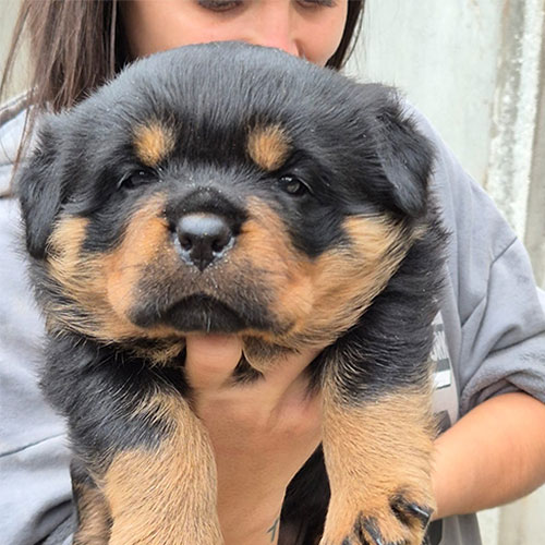 dog4