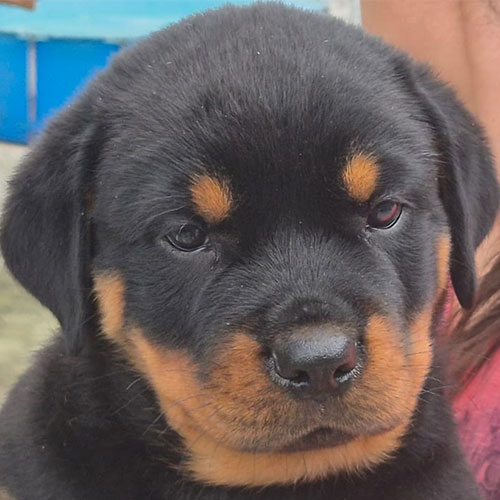 dog5