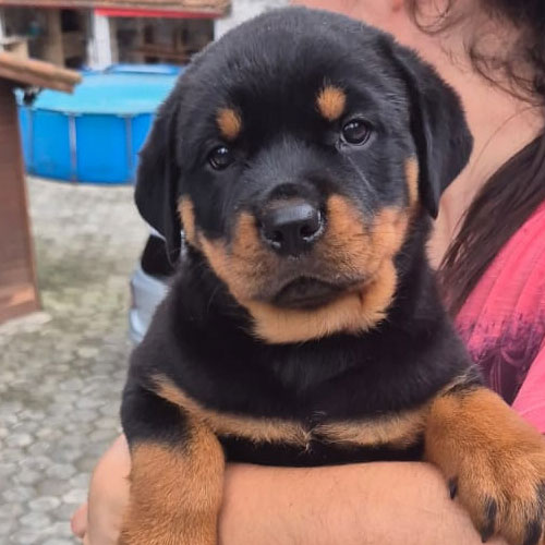 dog8